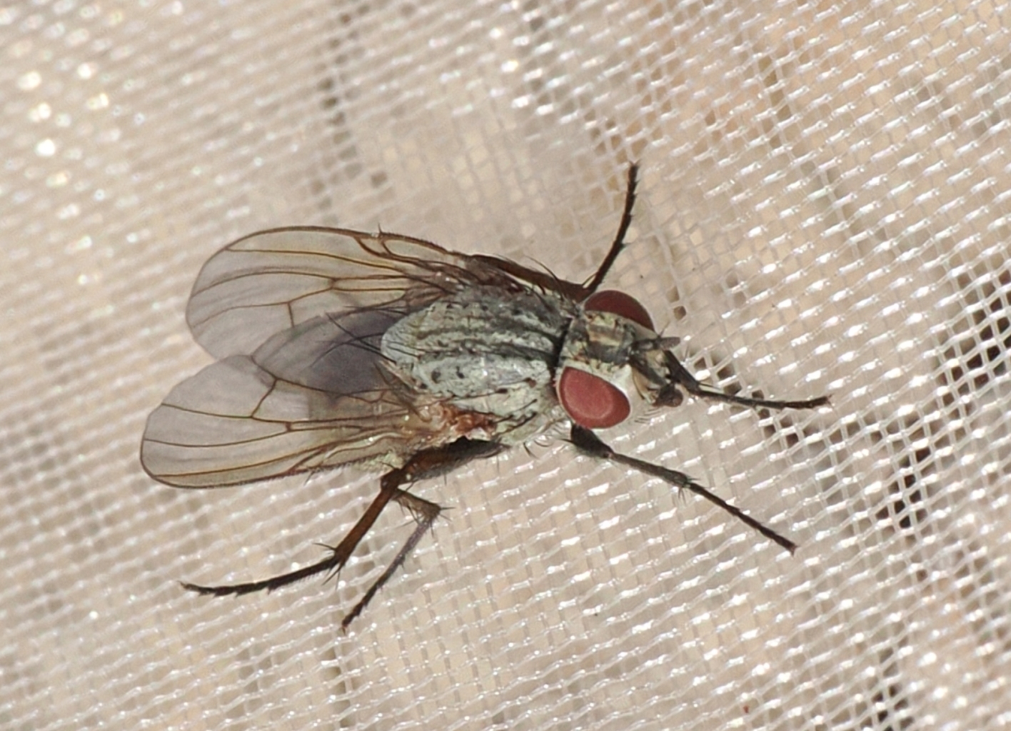 Anthomyiidae